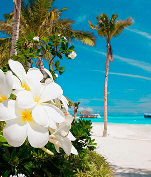 Плюмерия (франжипани)