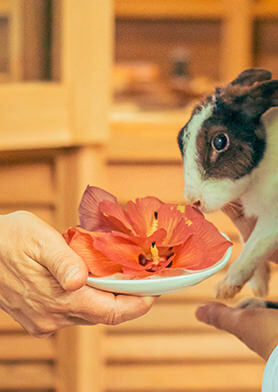 Лечить кроликов в специальной клинике