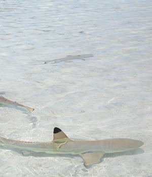 Черноперая (или мальгашская ночная) акула (Carcharhinus melanopterus)