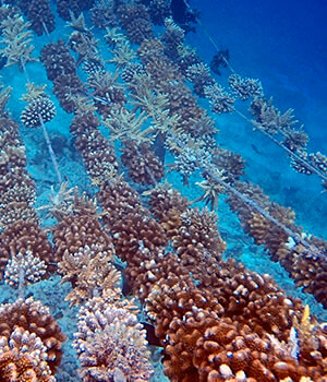 Рифы охраняют и восстанавливают