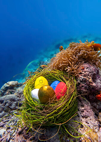 Вот такой пасхальный сюрприз прямо на рифе