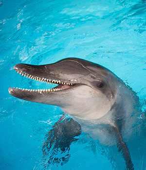 Крупнозубый дельфин (Steno bredanensis)