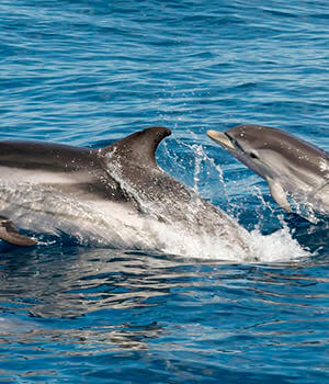 Полосатый дельфин (Stenella coeruleoalba)