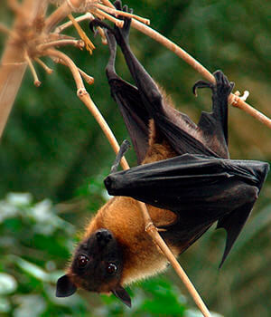 На суше нет ядовитых животных