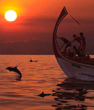 Круиз с дельфинами на закате