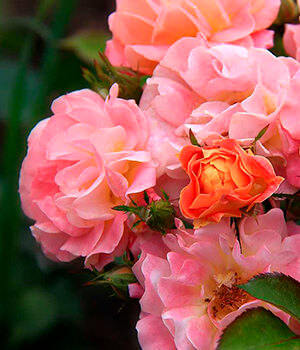 Полиантовые розы