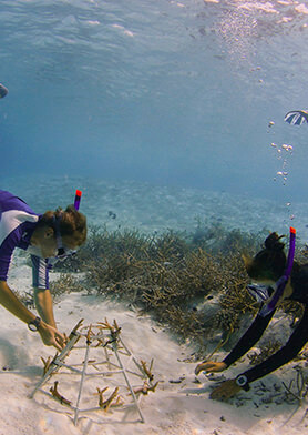 Спасать кораллы вместе с морскими биологами Anantara