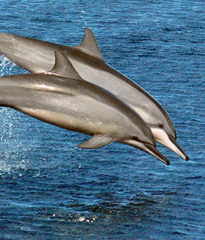 Длиннорылый продельфин (Stenella longirostris)