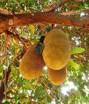 Хлебное дерево