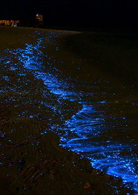 Восхититься морем звезд на острове Вадху