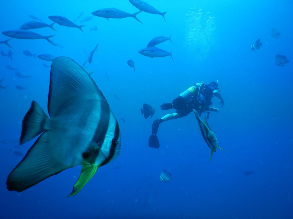 Дайвинг в SO/ Maldives