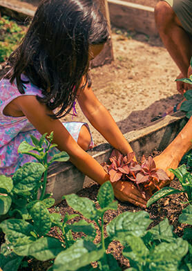 Принимать участие в экологических программах