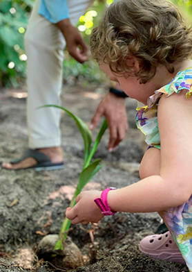 Сажать кокосовые пальмы