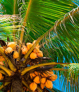 Кокосовая пальма