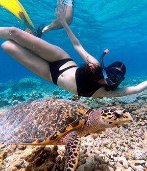 Дайвинг – для избранных, снорклинг – для всех