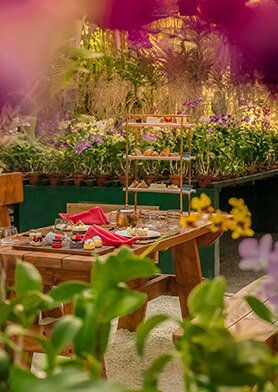 Устроить чаепитие в благоухающем саду орхидей