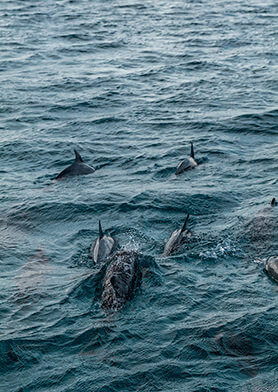 Совершить морскую прогулку в компании дельфинов