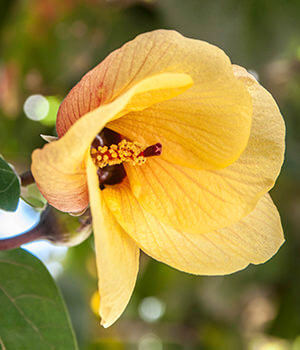 Морской гибискус