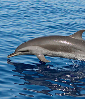Узкорылый продельфин (Stenella attenuata)