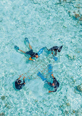 Участвовать в программе по спасению кораллов