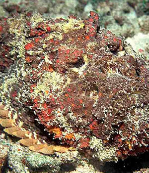 Ничего не трогайте под водой