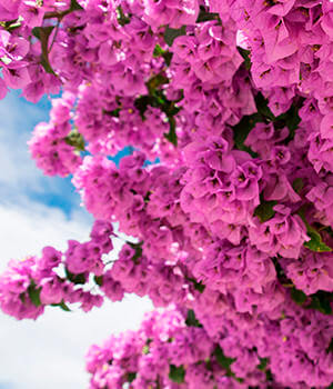 Бугенвиллея