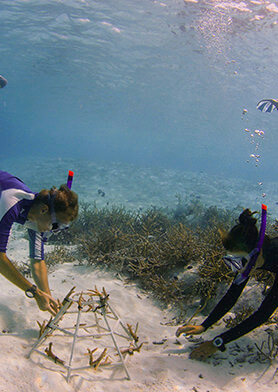 Спасать кораллы вместе с морским биологом