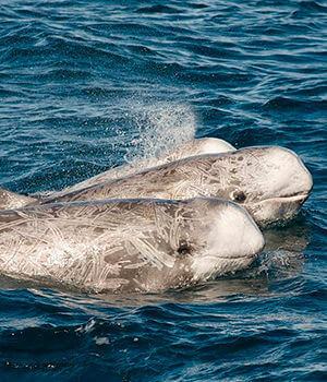 Серый дельфин (Grampus griseus)