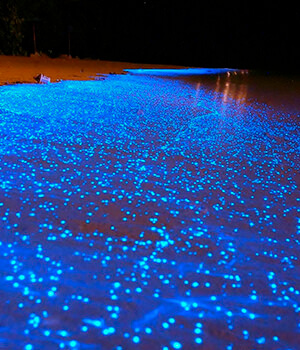 Некоторые пляжи светятся по ночам