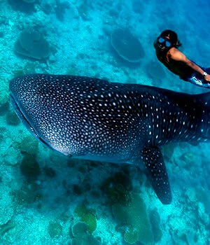 Черепахи, манты и китовые акулы