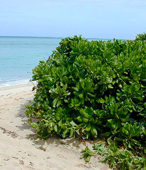 Пляжная капуста