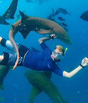Большинство акул не нападает на людей