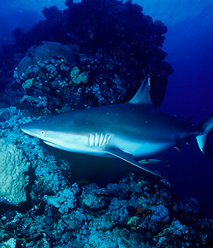 Темноперая серая (или индо-тихоокеанская серая) акула (Carcharhinus amblyrhynchos)