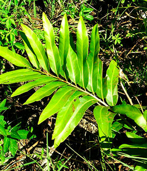 Папоротники