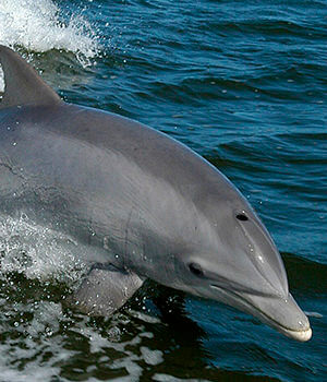 Афалина (Tursiops truncatus)