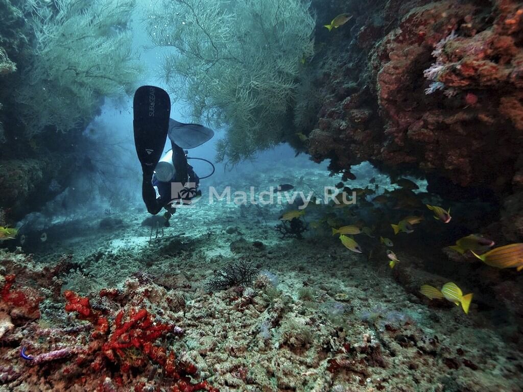 Дайвинг в JOALI Maldives