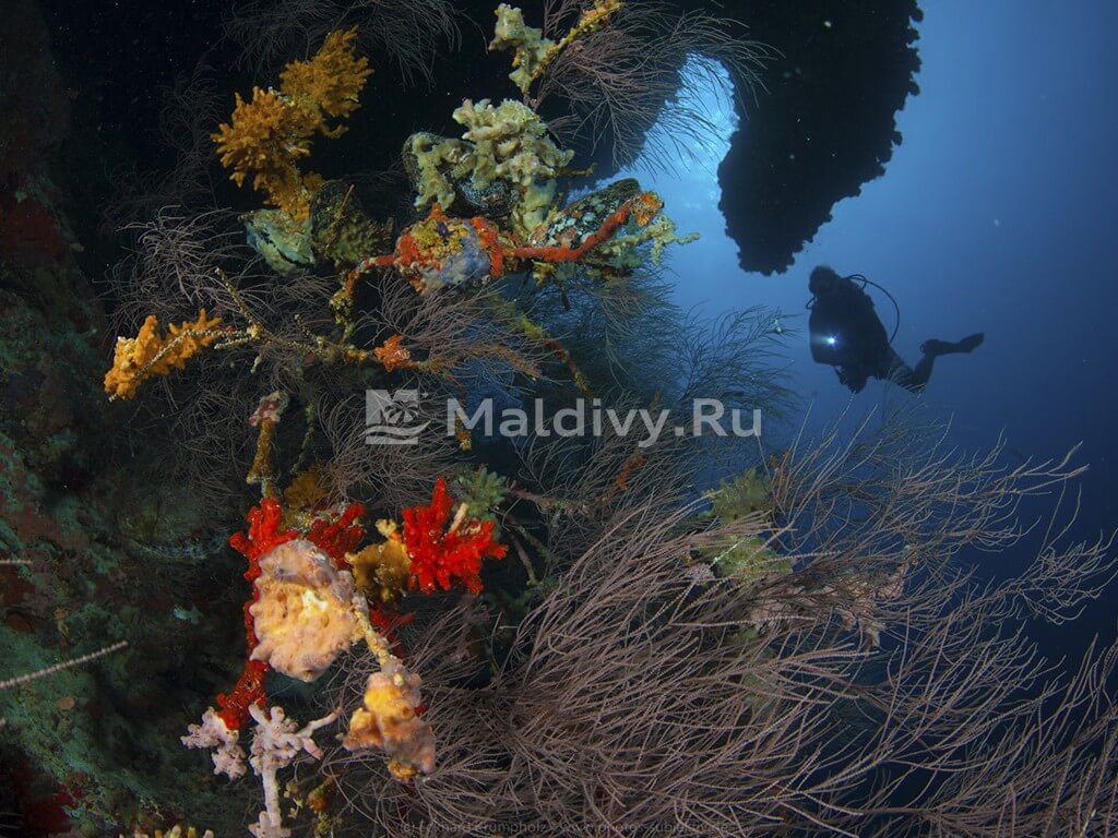 Дайвинг в Atmosphere Kanifushi Maldives