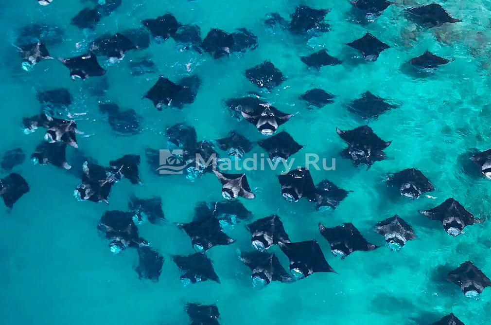 Скаты Мальдив: манты приглашают в гости!