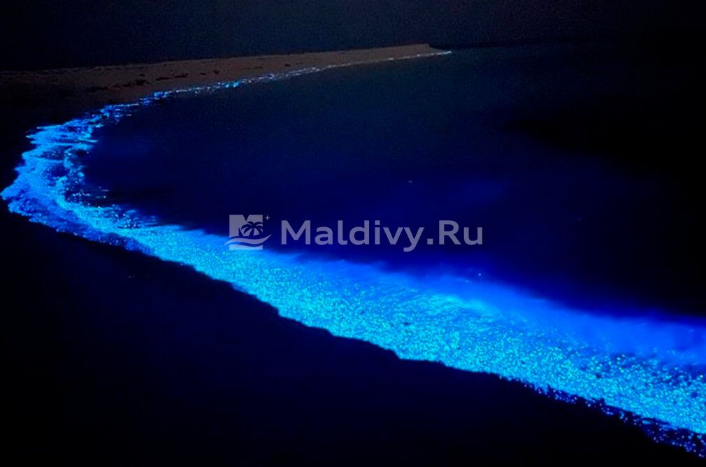 Светящийся океан на Мальдивах: море звезд у ваших ног!