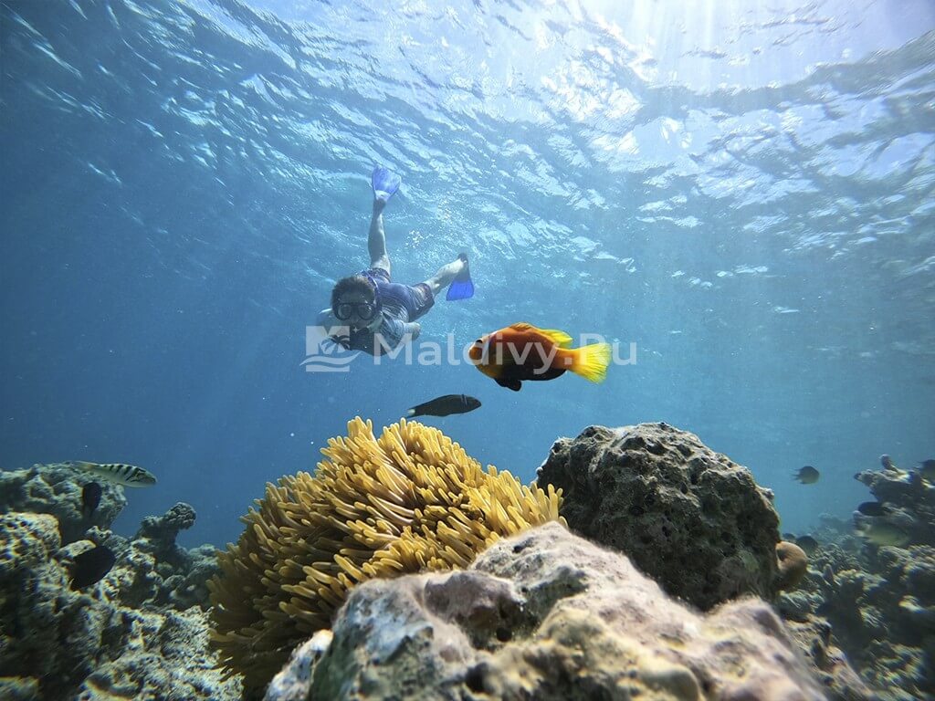 Снорклинг в Angsana Resort & Spa Maldives Velavaru