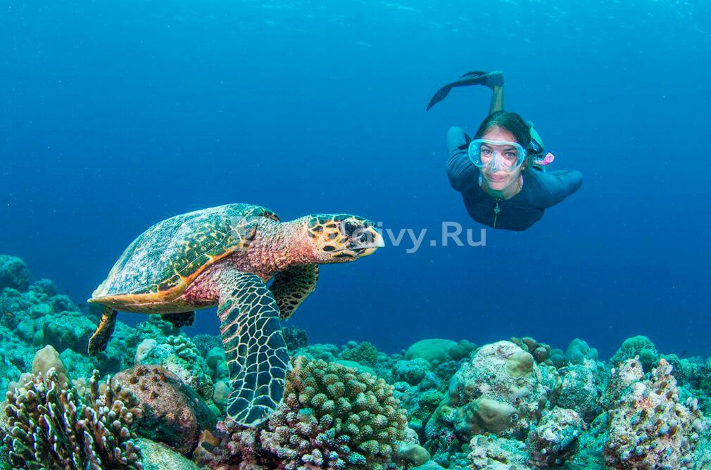 Какие опасности могут подстеречь туристов на Мальдивах?