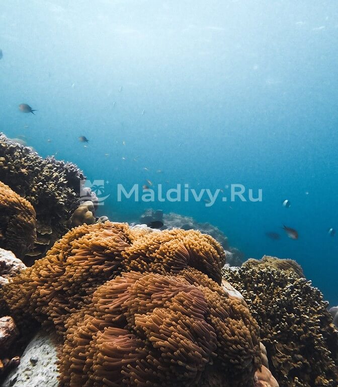 Снорклинг в Sun Siyam Iru Fushi Maldives