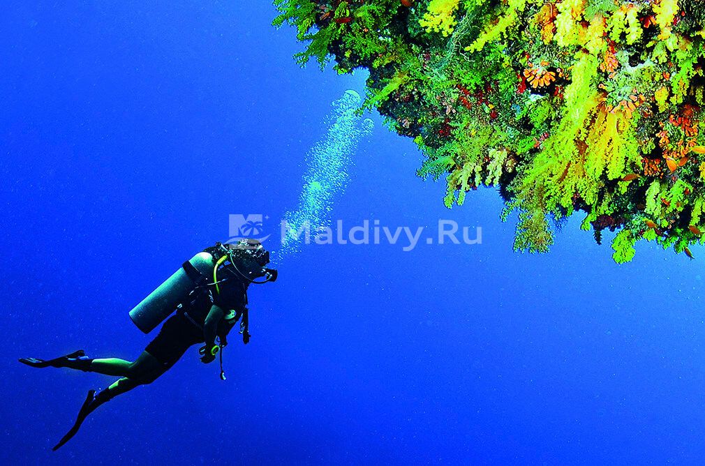 Хищные рыбы, медузы, скаты – опасно ли купаться на Мальдивах?