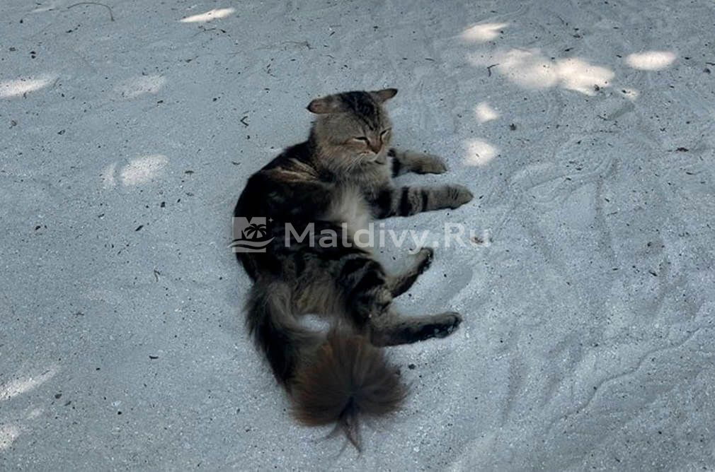 Домашние животные на Мальдивах: собакам – нет, кошкам – да!
