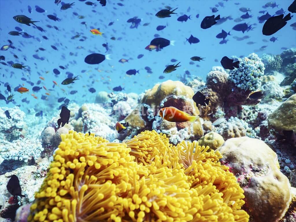 Дайвинг в LUX* South Ari Atoll