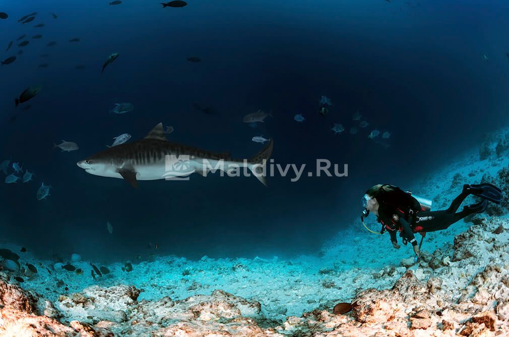 Хищные рыбы, медузы, скаты – опасно ли купаться на Мальдивах?