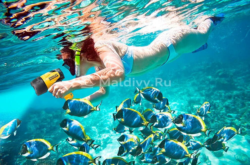 Какие рыбы водятся на Мальдивах: прелюдия к личному знакомству