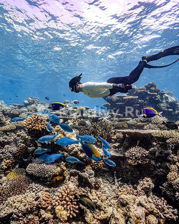 Снорклинг в Machchafushi Island Resort & Spa Maldives