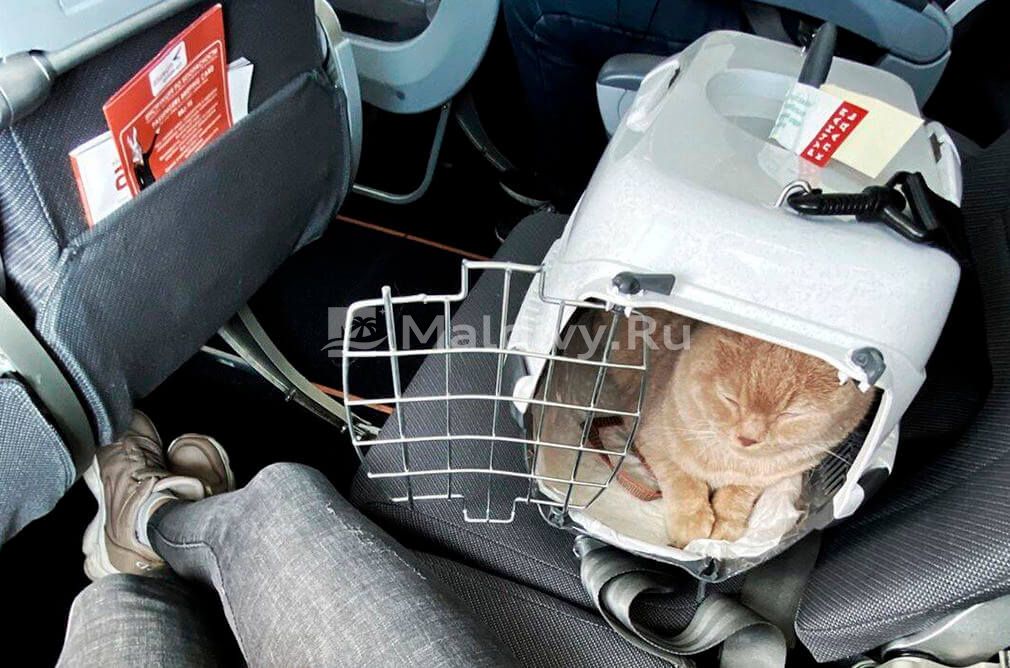 Домашние животные на Мальдивах: собакам – нет, кошкам – да!