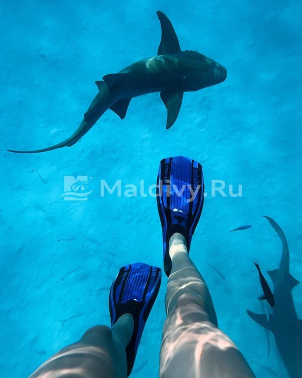 Снорклинг в Centara Ras Fushi Resort & Spa Maldives